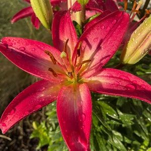 Meet your Posher, Laura